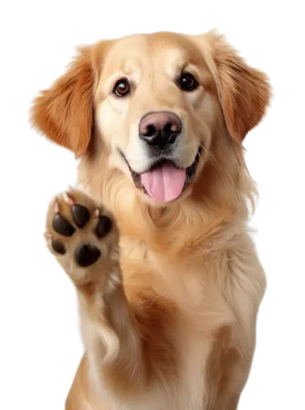 Chiens