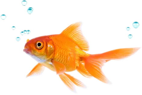 Poisson coloré