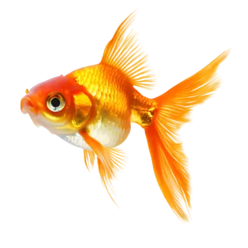 Décor aquarium