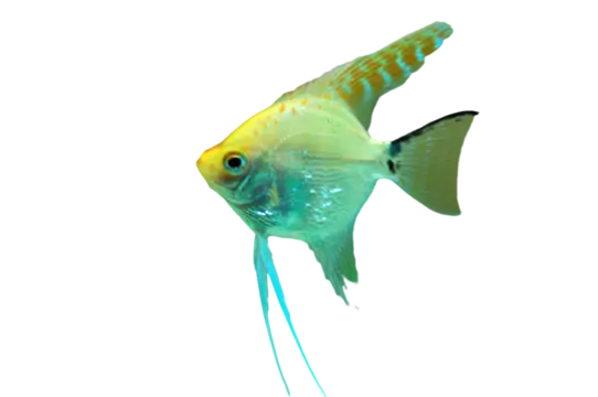 Équipement aquarium