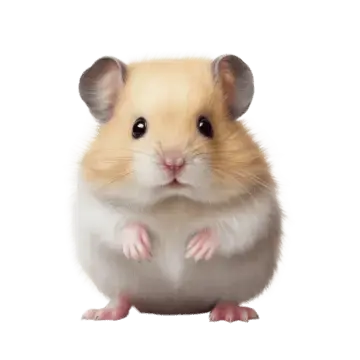 Hamster curieux