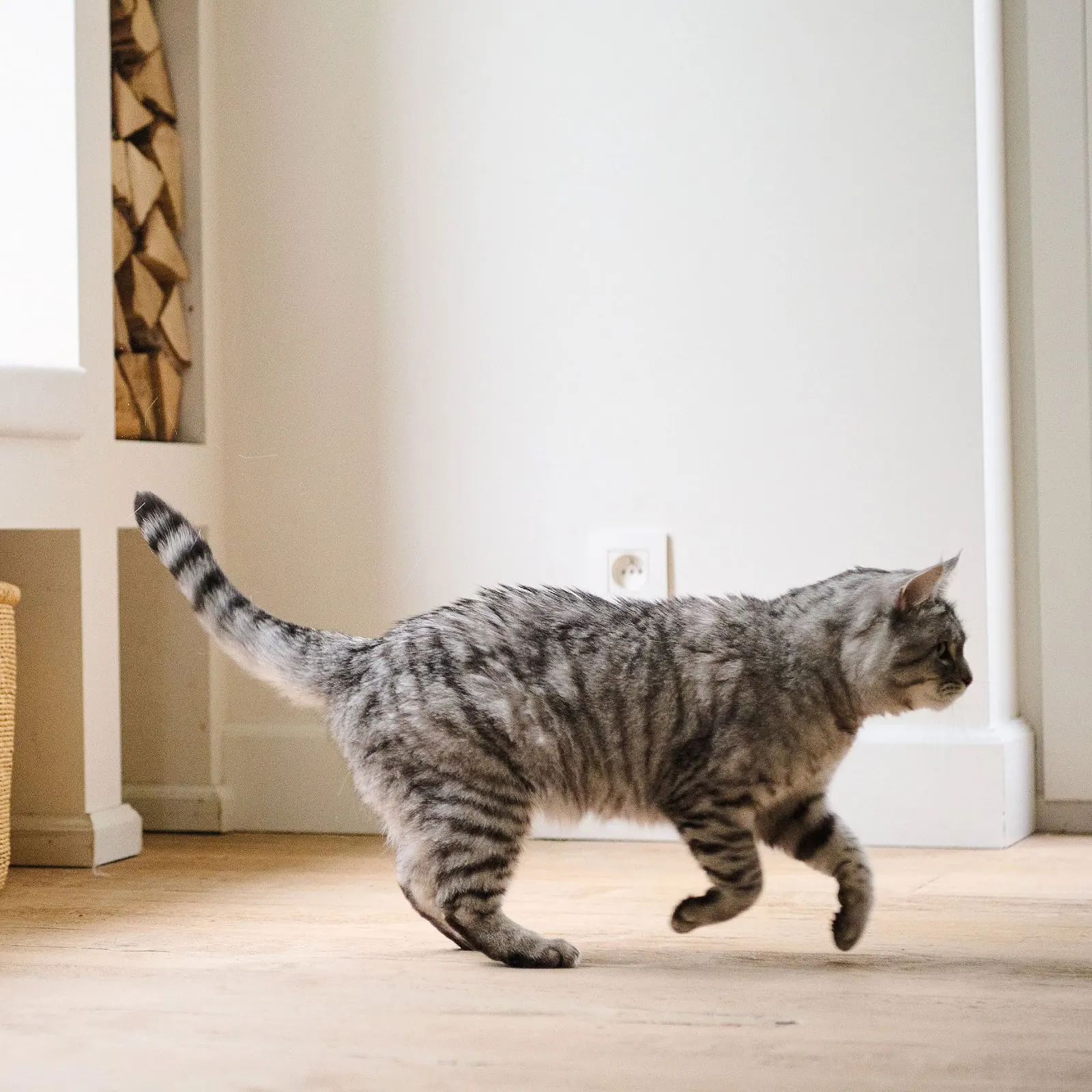 Beaphar TOP 10 Multivitamines Pour Chat 180 comprimés miniature 3
