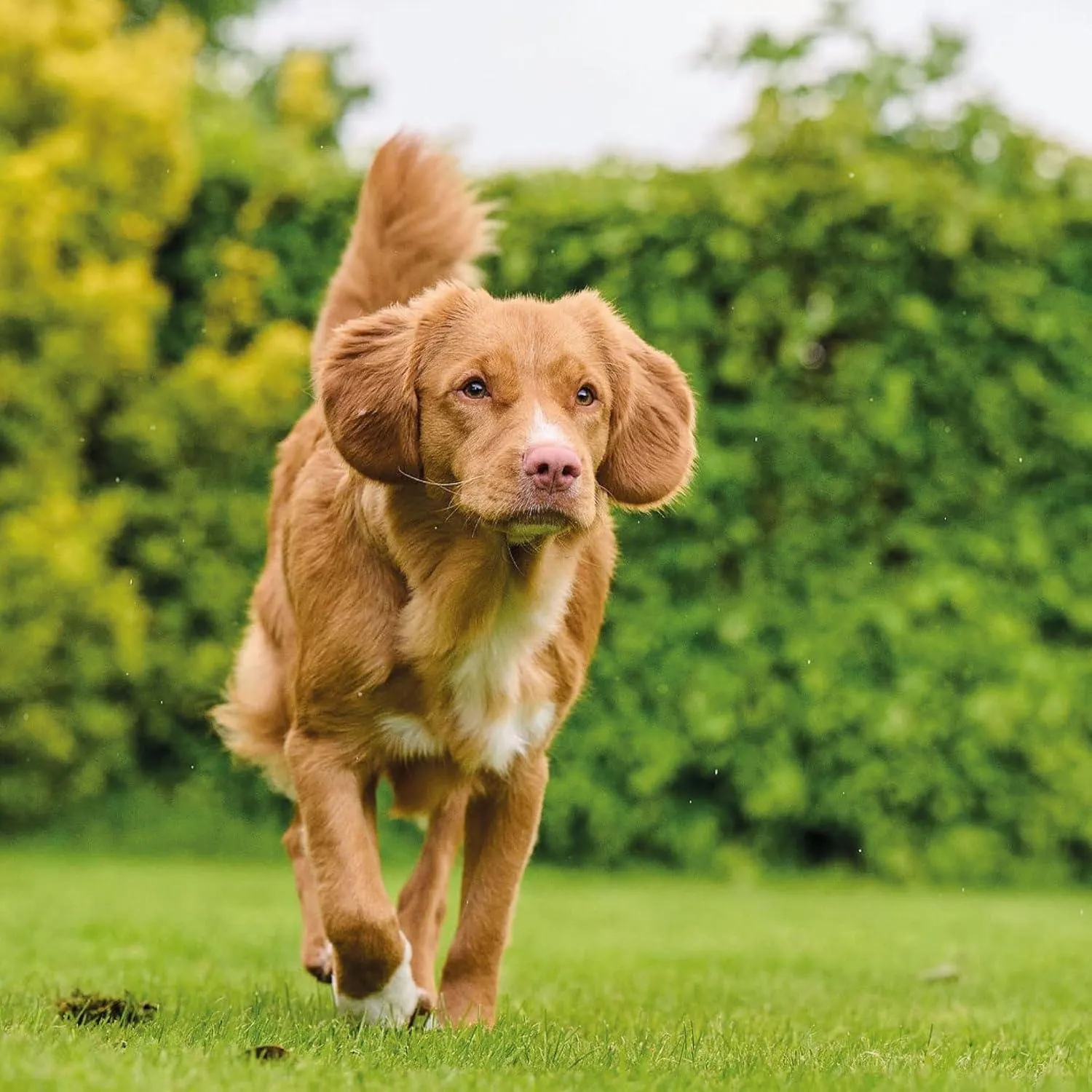 Beaphar TOP 10 Multivitamines Pour Chien 180 comprimés miniature 3