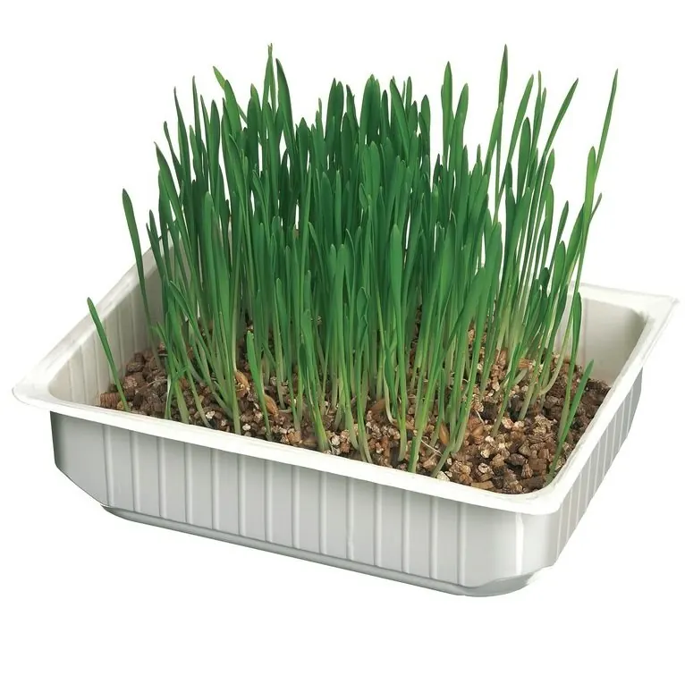 Camon – Herbe à Chats – ORGE- miniature 2