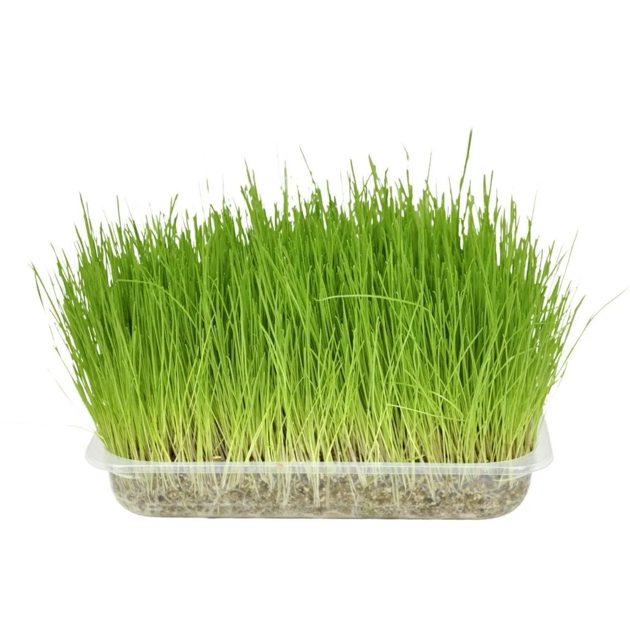 Herbe A Chat -Flamingo miniature 2