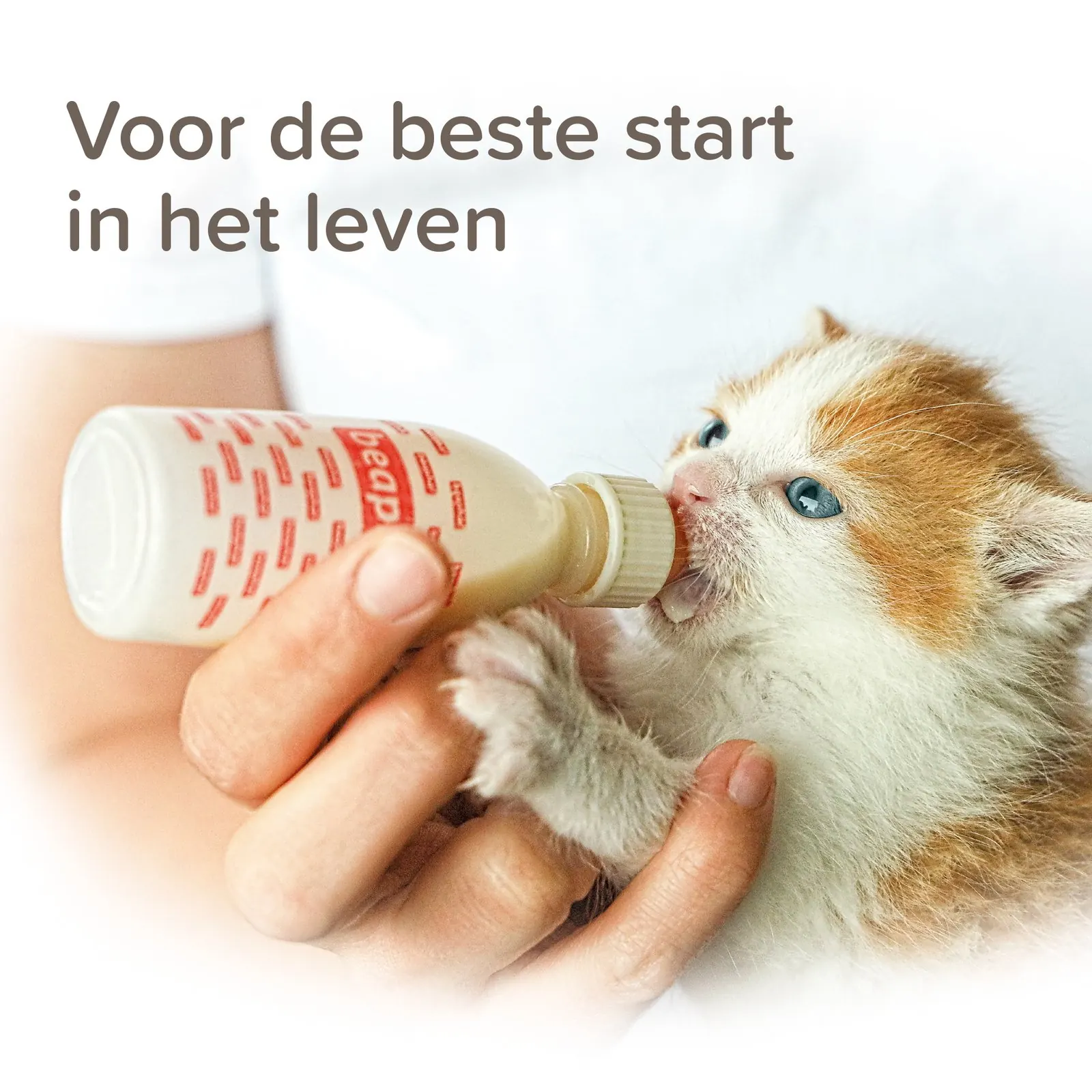 Lait Pour Chatons Beaphar Lactol miniature 4