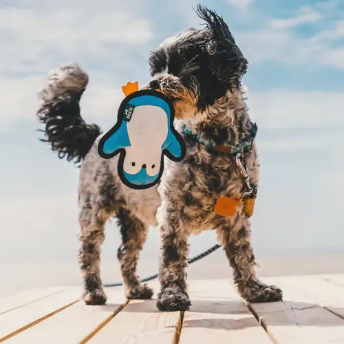 Peluche Pour Chien Rough and Tough Pingouin Small Beco miniature 2