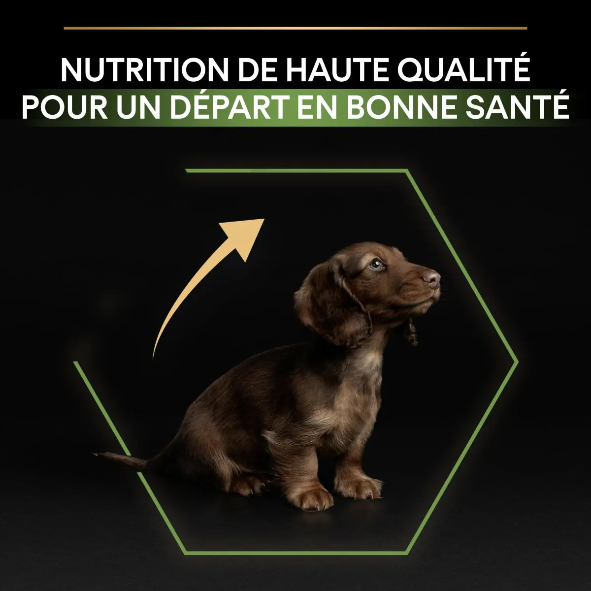 Pro Plan Small and Mini Puppy – Poulet 3Kg miniature 4