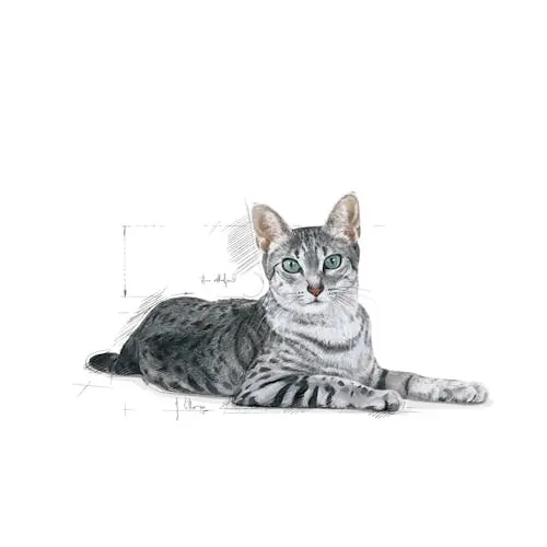Royal Canin Chat Indoor 7+ 3.5kg miniature 3
