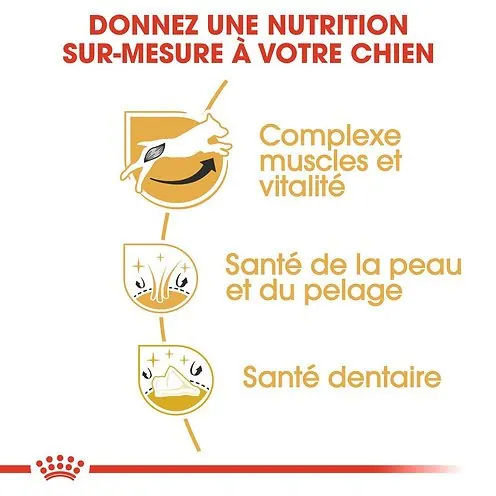 Royal Canin Jack Russell Adulte 3 kg miniature 3