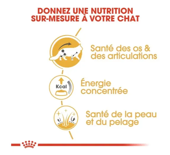 Royal Canin Maine Coon Adulte 2 Kg Promo* miniature 2