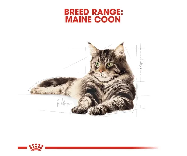 Royal Canin Maine Coon Adulte 2 Kg Promo* miniature 5
