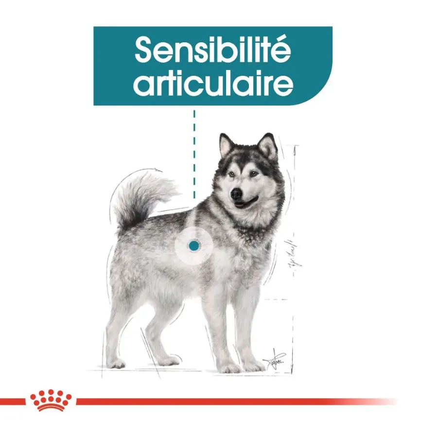 Royal Canin Maxi Joint Care 10 Kg miniature 5