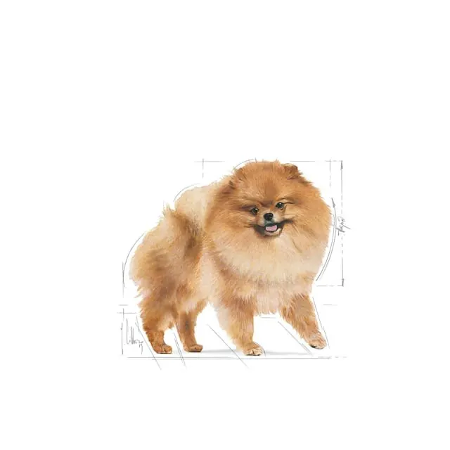 Royal Canin Pomeranian (Spitz Nain) Adulte 1.5 Kg miniature 3