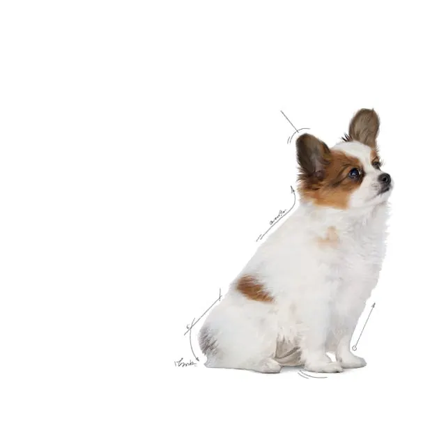 Royal Canin X-Small Puppy pour chiot 1.5 Kg +500G Gratuit miniature 4